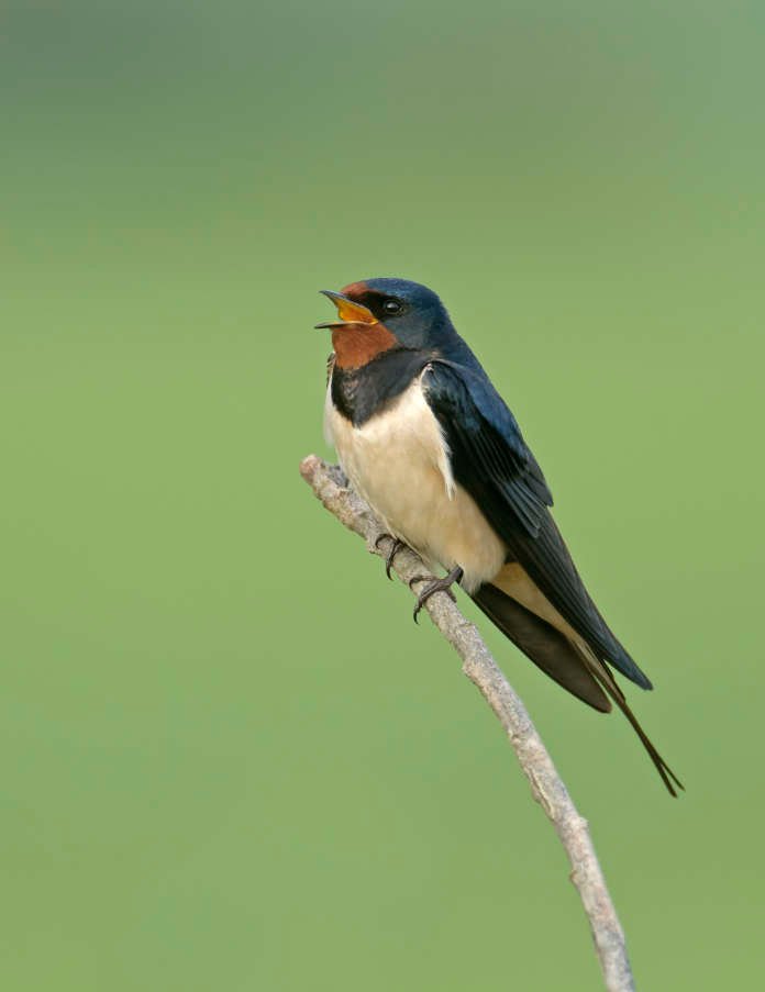 Barn swallow (Hirundo rustica) adult singing from perch