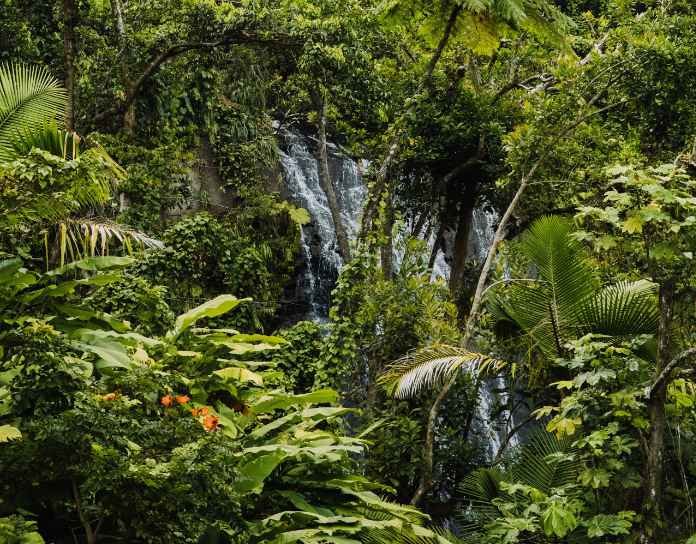 Waterfall at El Yunque National Forest, Puerto Rico 