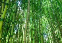 Tall bamboo: gardening without harmful invasive plants