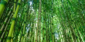 Tall bamboo: gardening without harmful invasive plants