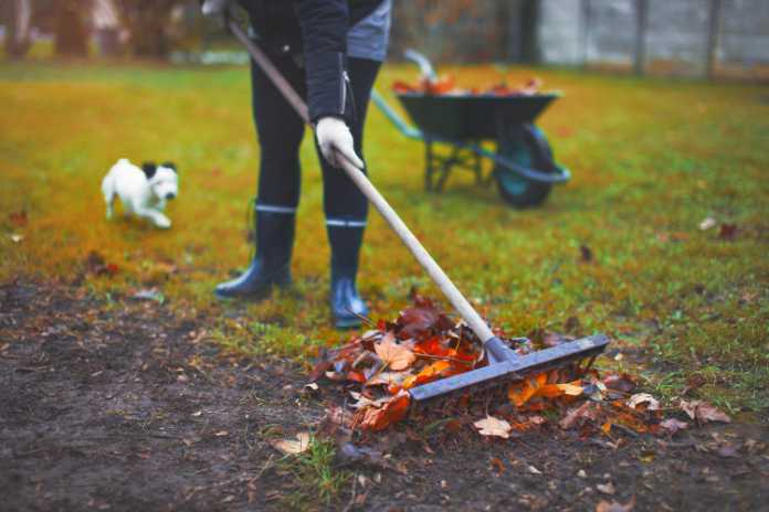  Woman raking leaves, working in garden at autumn, outdoors
