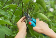 A pair of hands pruning a lilac after flowering