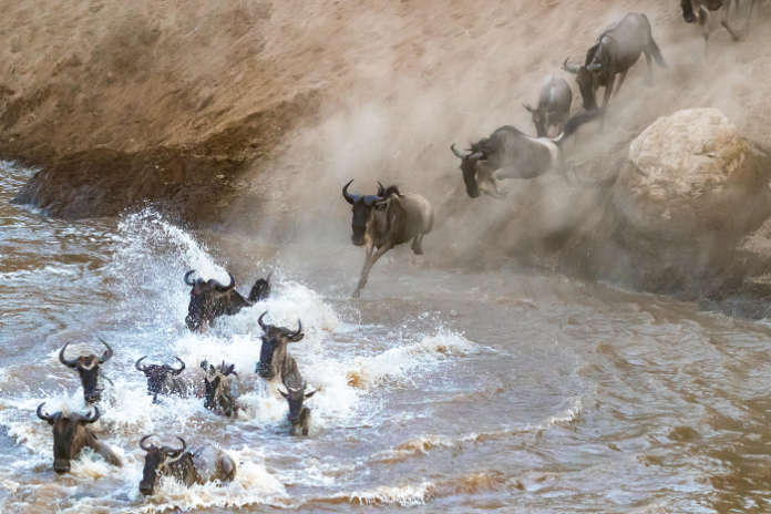 Wildebeest cross the Mara River during the annual great migration 