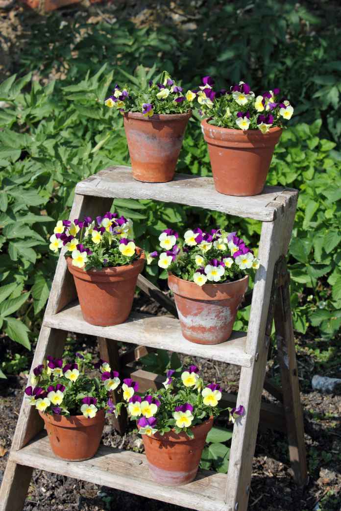 Display pots of pretty edibles on a ladder 