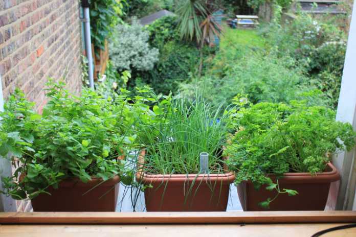 Transform your windowsill into a herb garden 