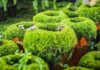 Wellbeing garden Cushions of moss on garden pots