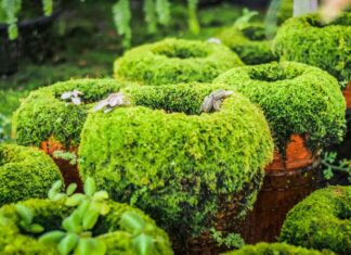 Wellbeing garden Cushions of moss on garden pots