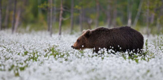 Wildlife holidays Brown Bear between cotton grass