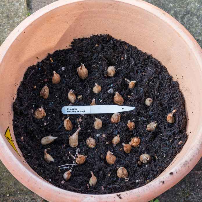 A shot of some freesia bulbs in a plant pot.