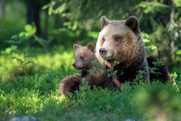wildlife holidays European brown bear with cub in Finland