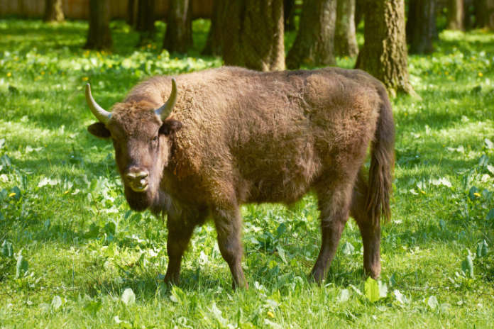 European wild bison
