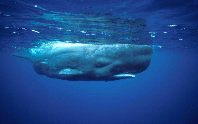 Киты дышат кислородом растворенным в воде. Летающий кит. Кашалот на поверхности. Джакаро под кит. Сон кита.