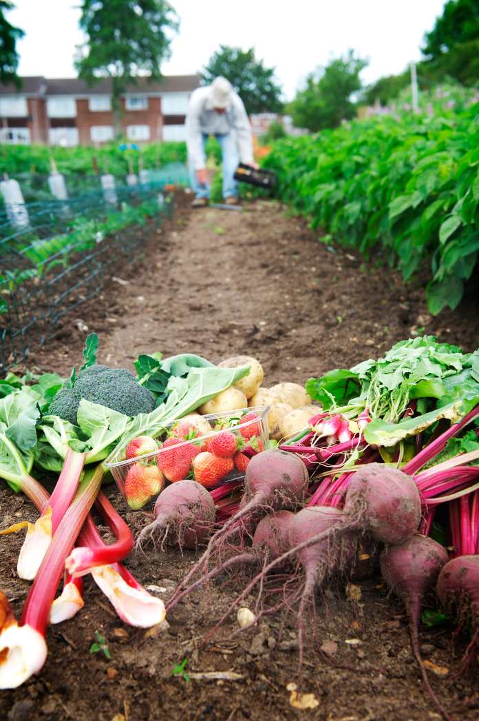 Vegetables grown in an allotment