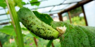 Aphids on a greenhouse cucumber