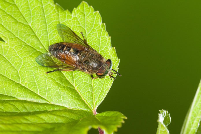 Horsefly on leaf