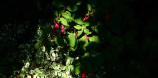 Shade-loving plants Hardy fuchsia Mrs Popple flowering in a shady spot seen in a burst of light, contrasting light and shade in the garden
