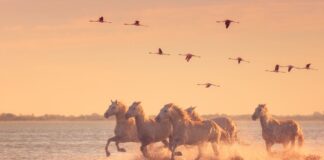 Beautiful white horses running on the water against the background of flying flamingos at soft sunset light, Parc Regional de Camargue