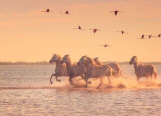 Beautiful white horses running on the water against the background of flying flamingos at soft sunset light, Parc Regional de Camargue