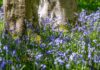 Bluebells on the forest floor