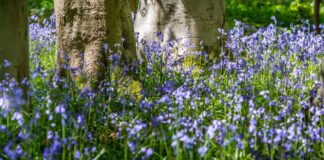 Bluebells on the forest floor