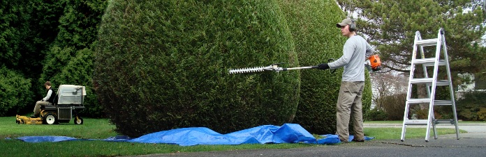 Man trimming hedge with long reach petrol hedge trimmer